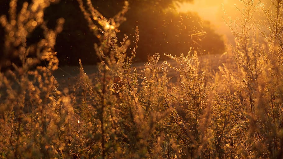 sunsetscape showing close-up photo of plants, meadow, flowers HD wallpaper