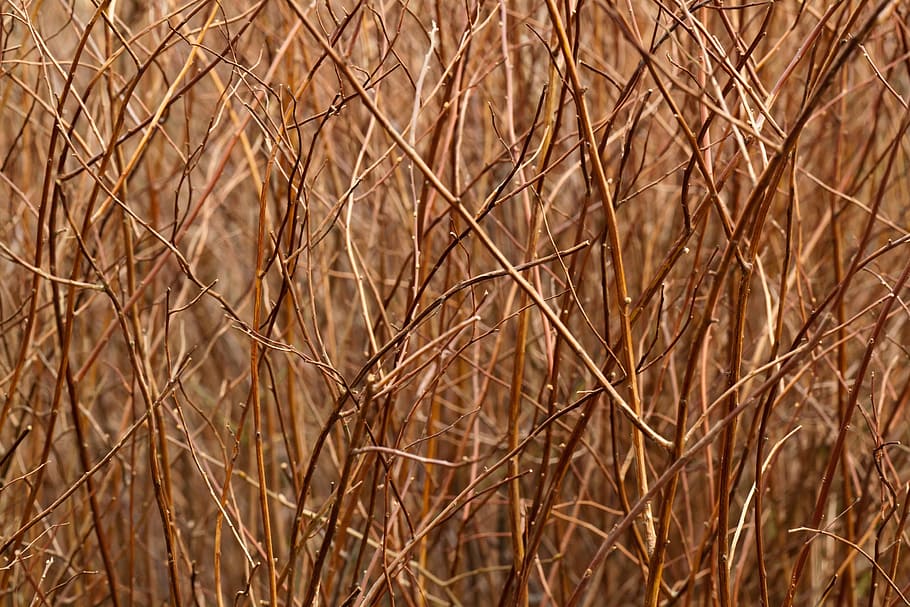 brown sticks, abstract, background, branch, color, flora, group HD wallpaper