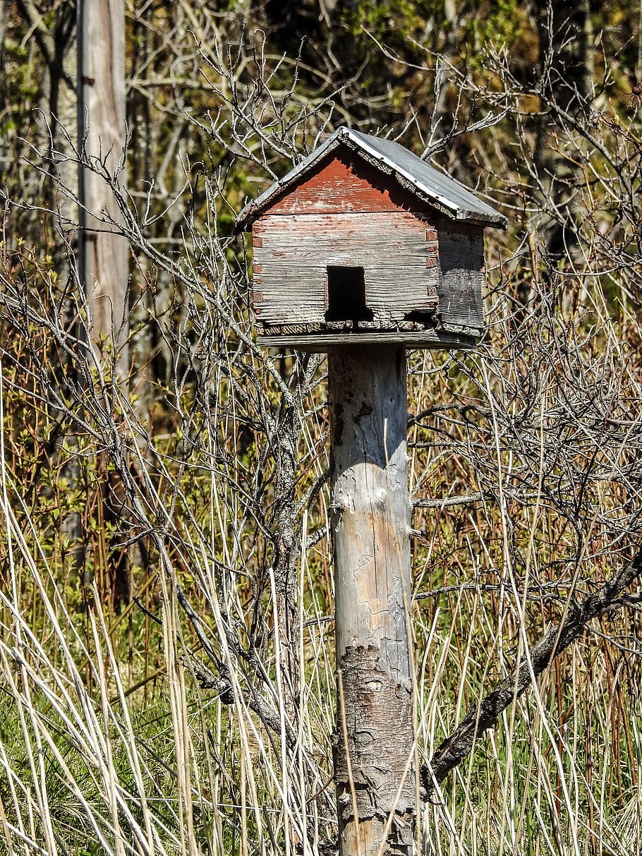 Feeder, House, Bird, Feed, Tree, Food, wildlife, season, wooden HD wallpaper