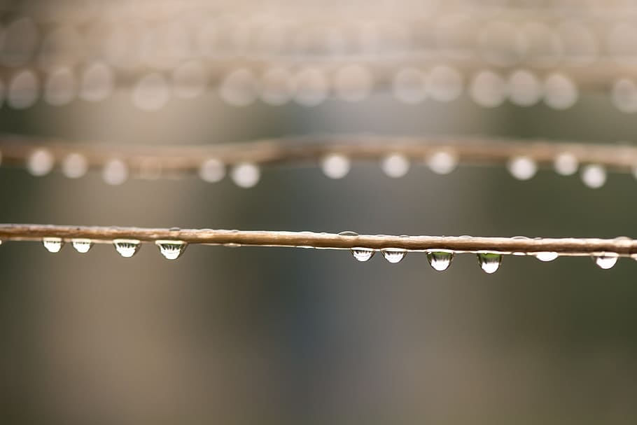 selective focus photograph of water dew on tree branches, macro shot HD wallpaper