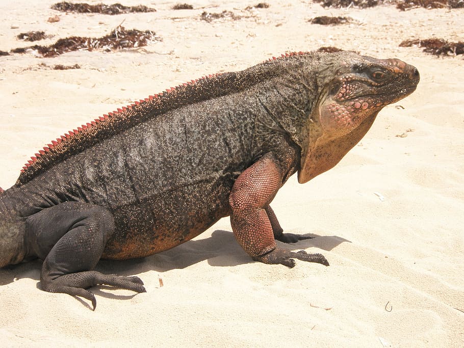 Iguana, Spiny, Reptile, black, tailed, beach, lizard, wild HD wallpaper