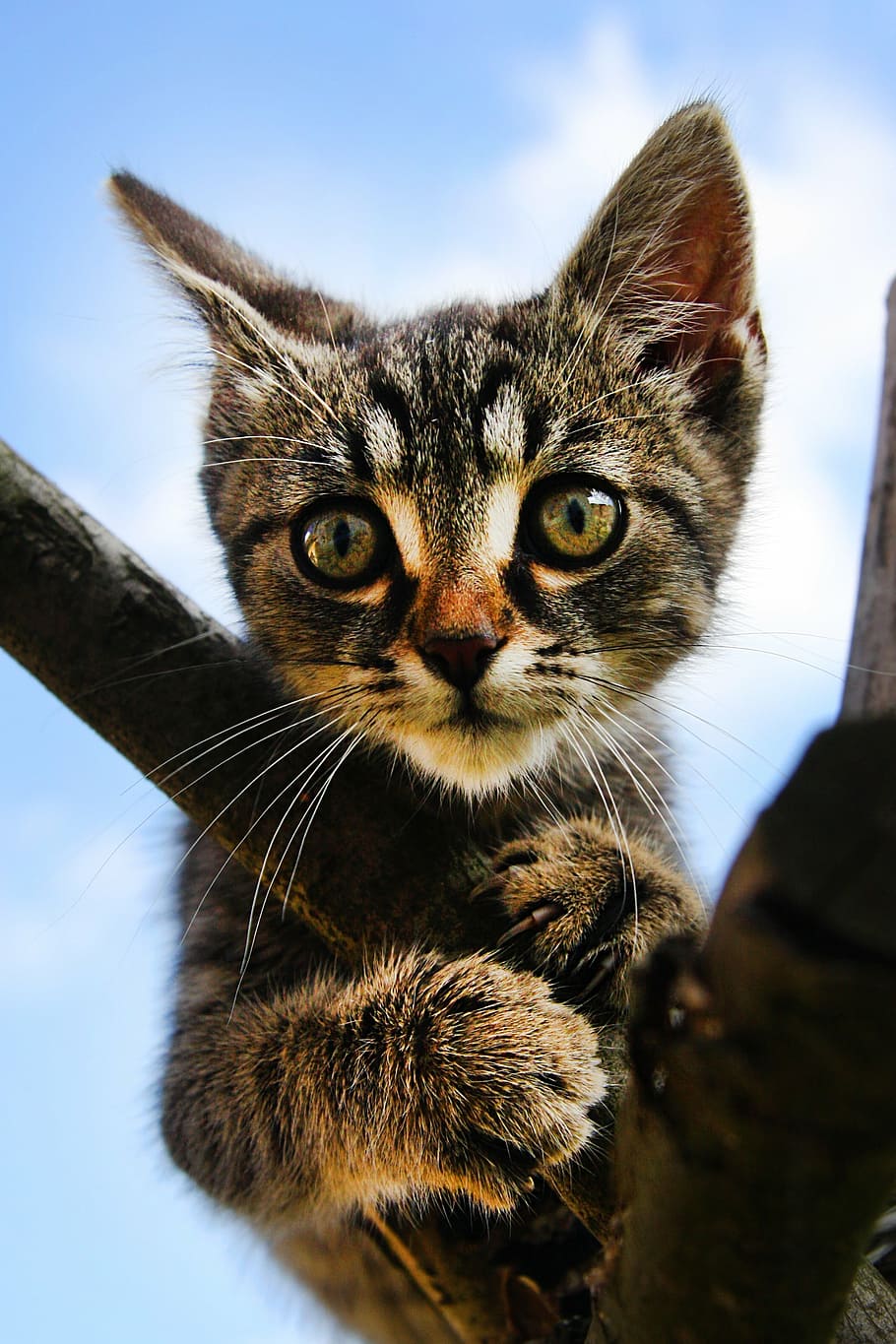 closeup photo of brown tabby kitten, cat, pet, tomcat, black and white cat HD wallpaper