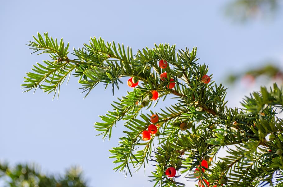 branch, green, needles, christmas, xmas, close-up, water drops HD wallpaper