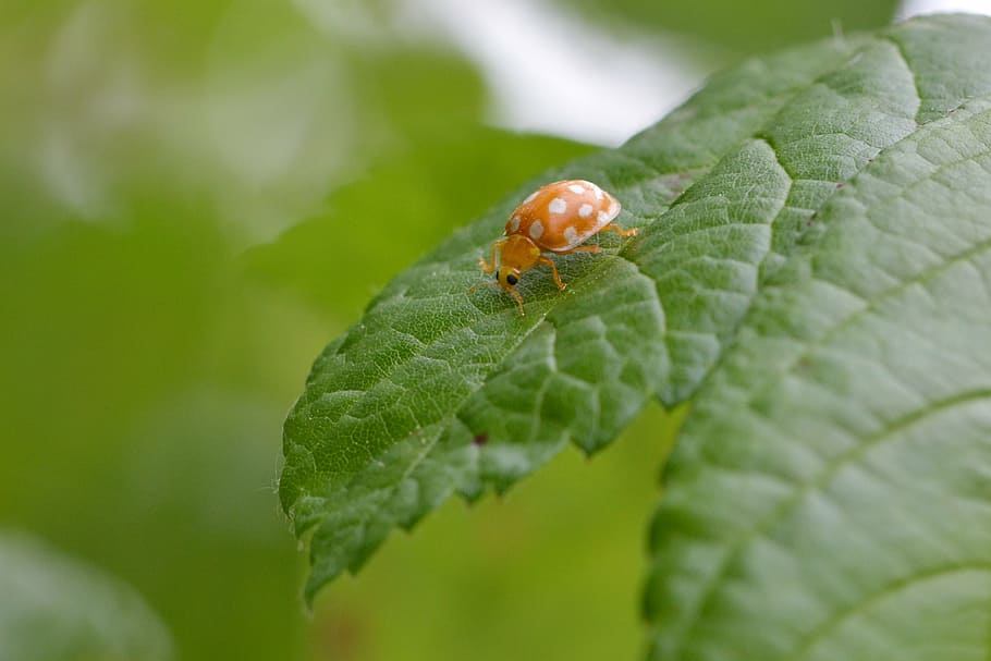 beetle, leaf, insect, green, macro, animal, close, nature, plant HD wallpaper