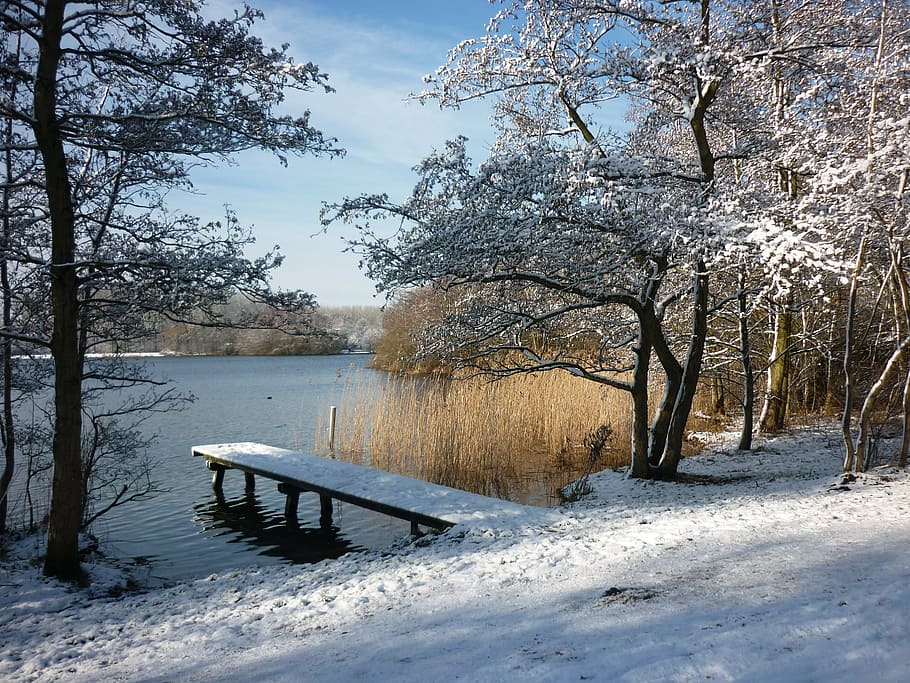 winter landscape, snow, reed, tree, nature, cold - Temperature HD wallpaper