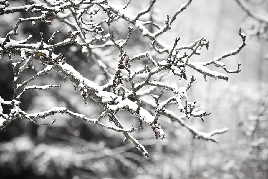 snow, branch, cold, twig, winter, weather, tree, christmas HD wallpaper
