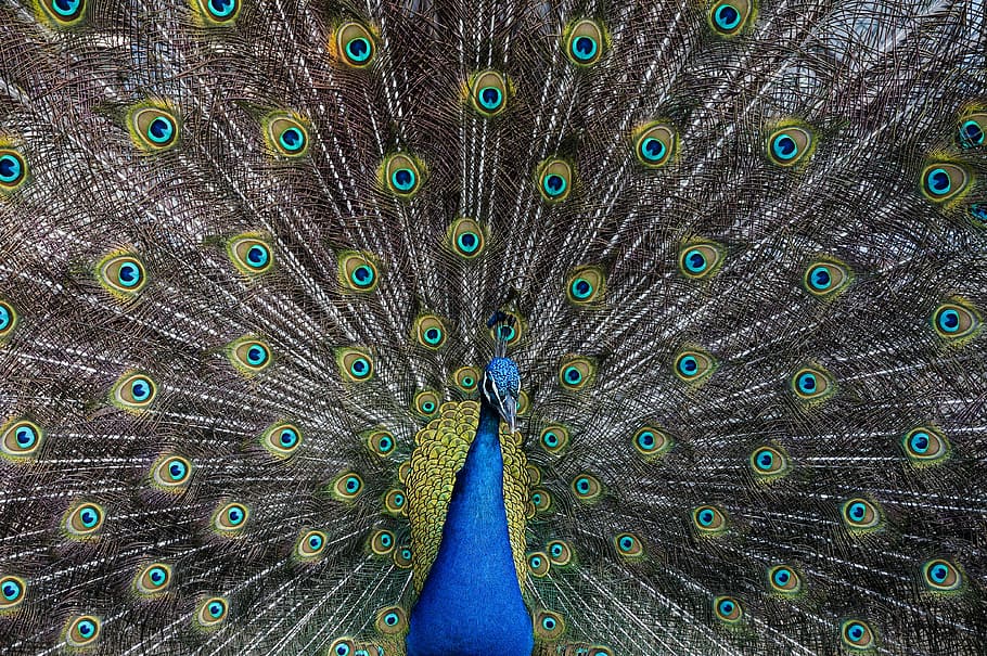 photo of Peacock, bird, feather, animal, nature, wildlife, multi Colored HD wallpaper