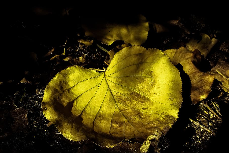 autumn, leaf, fall, nature, yellow, season, autumn leaves, fall leaves HD wallpaper