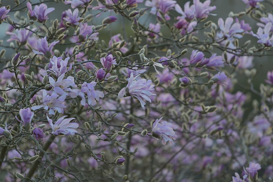 flowering, tree, sunset, plant, flowering plant, fragility HD wallpaper