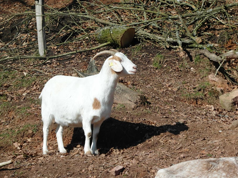 goat, mountains, hell, white, animal, animal themes, mammal HD wallpaper