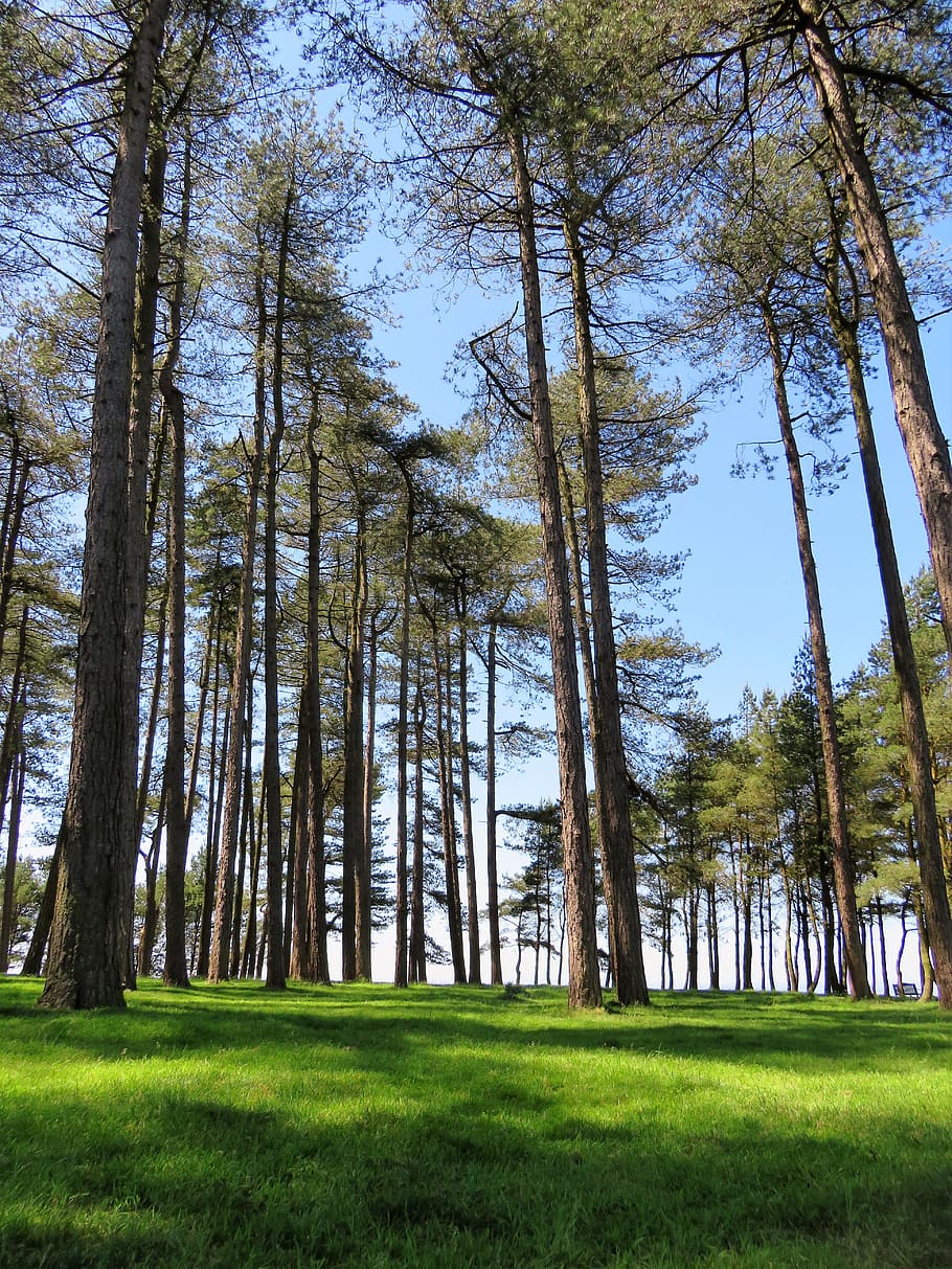 trees, tall, sky, reaching, forest, wood, plant, land, green color HD wallpaper