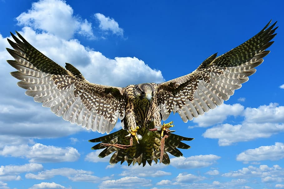 black and gray eagle under blue sky, falcon, approach, prey, access, HD wallpaper