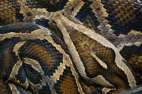 snake, animal, python, scale, nature, creature, non toxic, close HD wallpaper