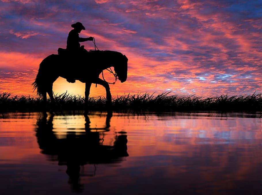 silhouette of man riding horse on field, sunset, reflection, dawn