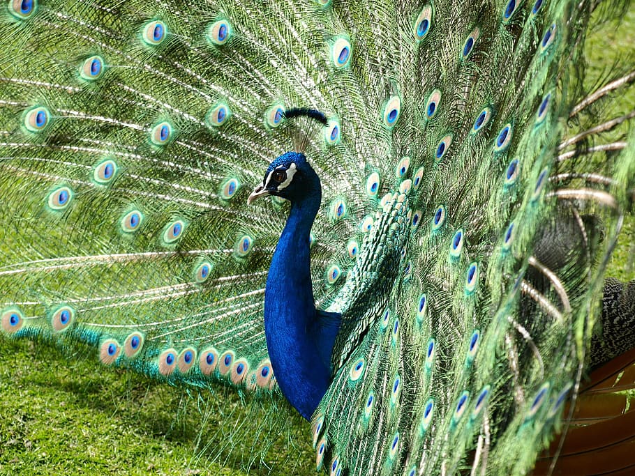 Peacock, Color, Iridescent, Blue, Bird, pavo cristatus, peacock feather, HD wallpaper