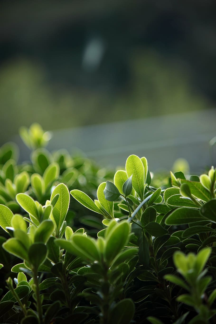 shrub, green, leaf, leaves, plant, vegetation, growth, green color HD wallpaper