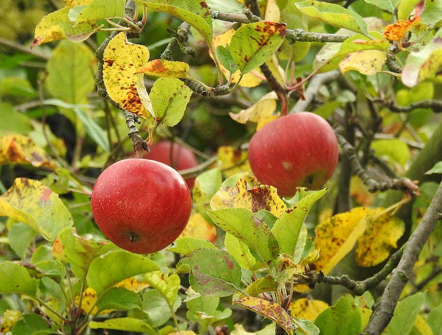 apple, red apple, autumn, tree, healthy eating, fruit, food and drink HD wallpaper