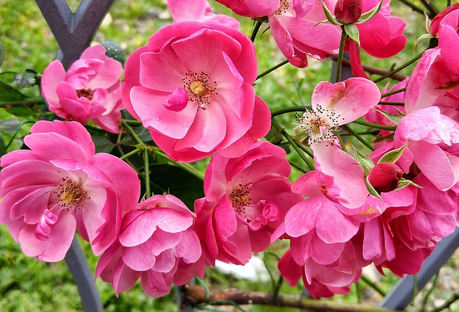 pink cherry blossom tree, flowers, rose, bush, flowering plant HD wallpaper