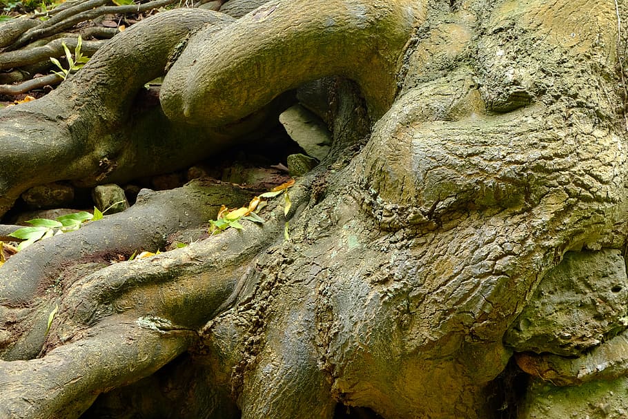 root, nature, forest, sculpture, tree trunk, no people, close-up HD wallpaper