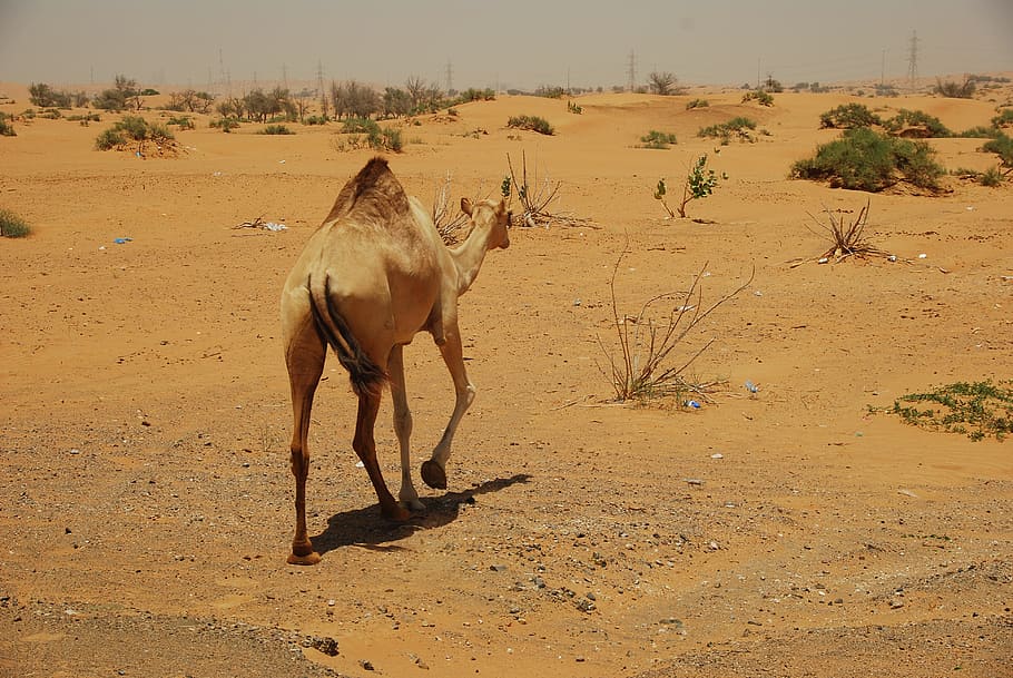camels, desert, u a e, holiday, safari, sun, oasis, jeep safari HD wallpaper