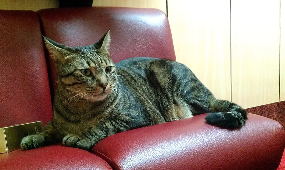 cat, lay sat, pet, pets, domestic, domestic animals, one animal HD wallpaper