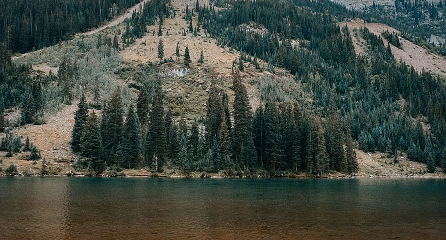 green spruce tree near body of water, body of water surrounded with green trees at daytime HD wallpaper