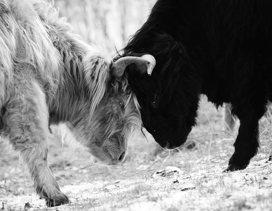 cops, fight, measure forces, strength, duel, highland cattle HD wallpaper