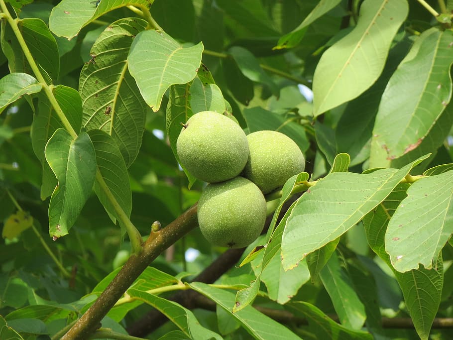 juglans regia, persian walnut, english walnut, common walnut, HD wallpaper