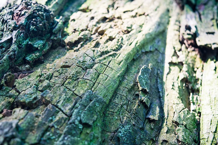 tree, texture, green, blue, detail, moss, nature, pattern, wood texture HD wallpaper