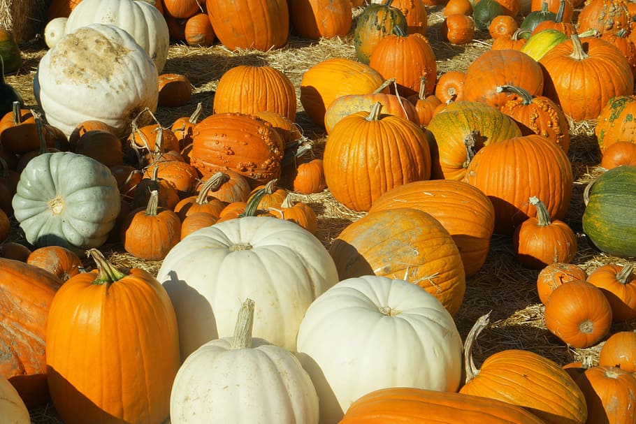 Pumpkin Patch, Halloween, pumpkins, autumn, thanksgiving, agriculture HD wallpaper