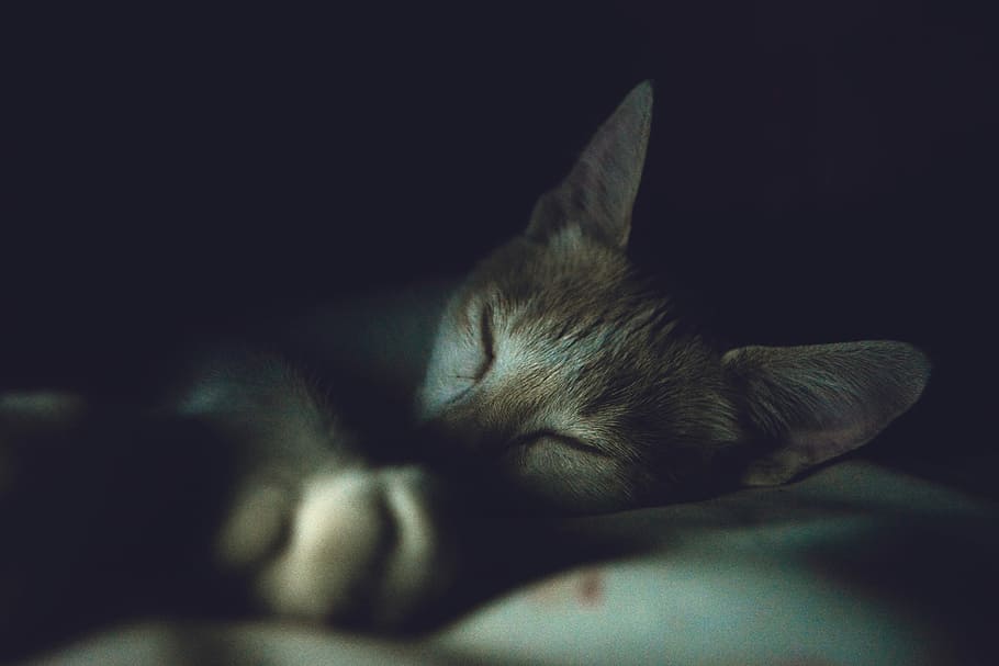 focused photography of grey kitten, domestic Cat, pets, animal HD wallpaper