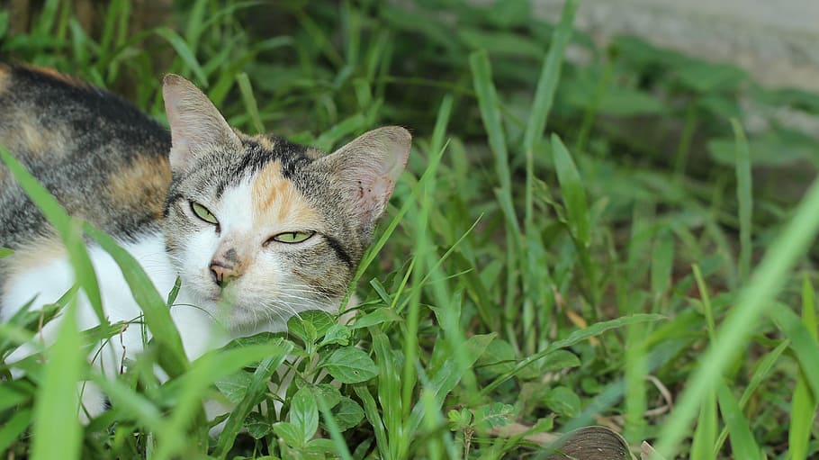 cat, paws, pet, cute, animal, funny, adorable, relax, domestic HD wallpaper