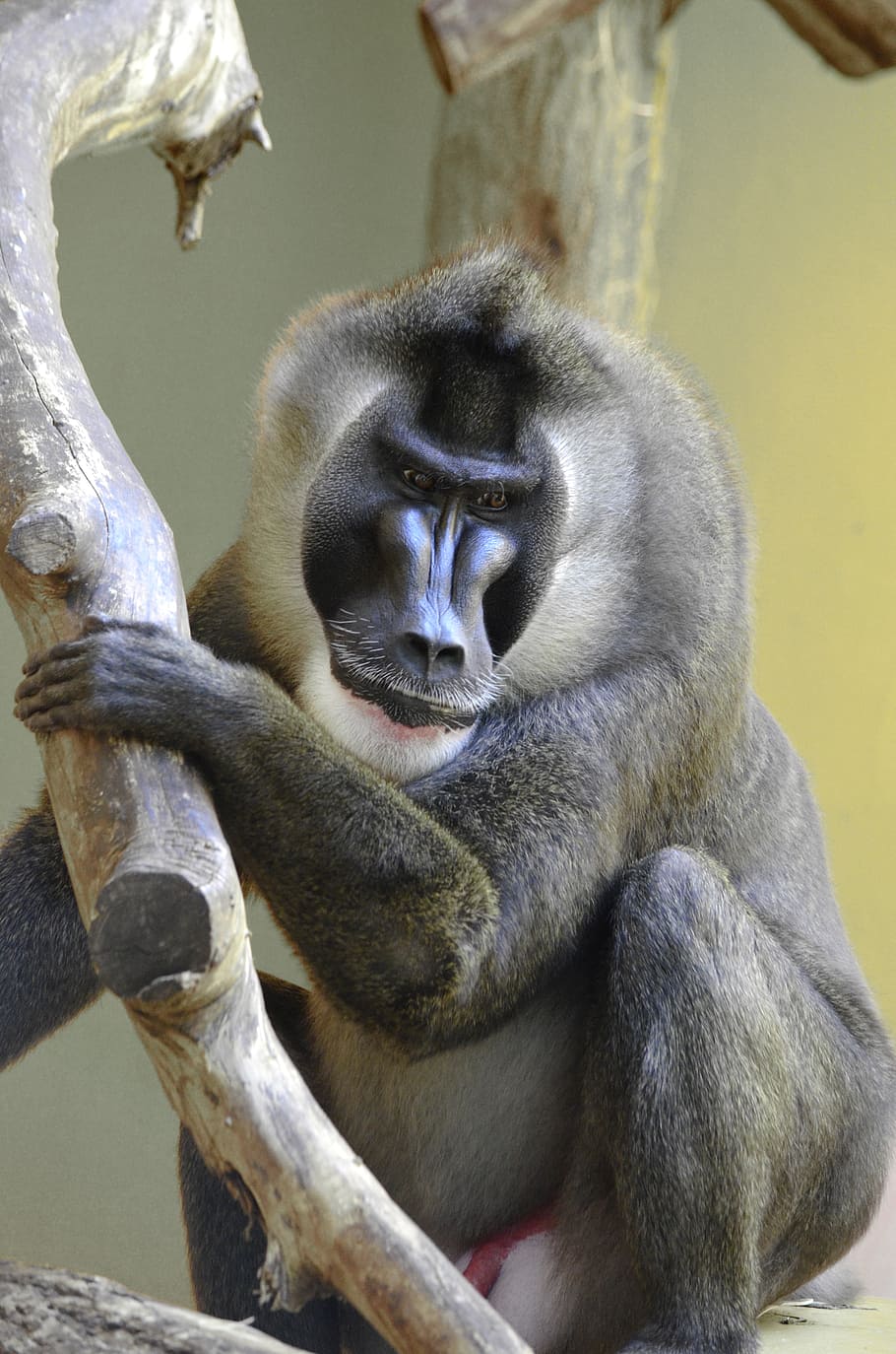 drill, baboon, endangered, africa, nigeria, dangerous, strong HD wallpaper