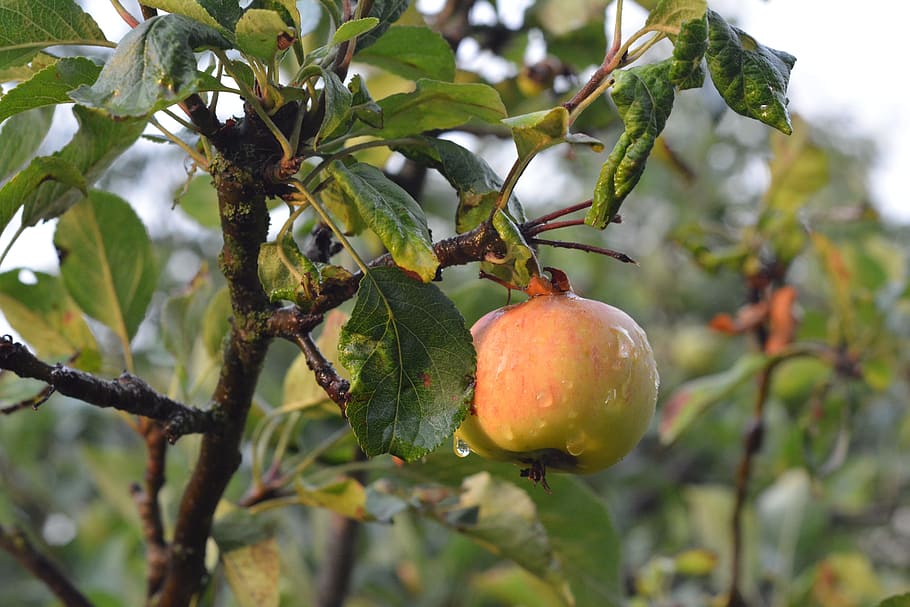 apple, fruit, tree, maturation, apples, the freshness, after the rain HD wallpaper