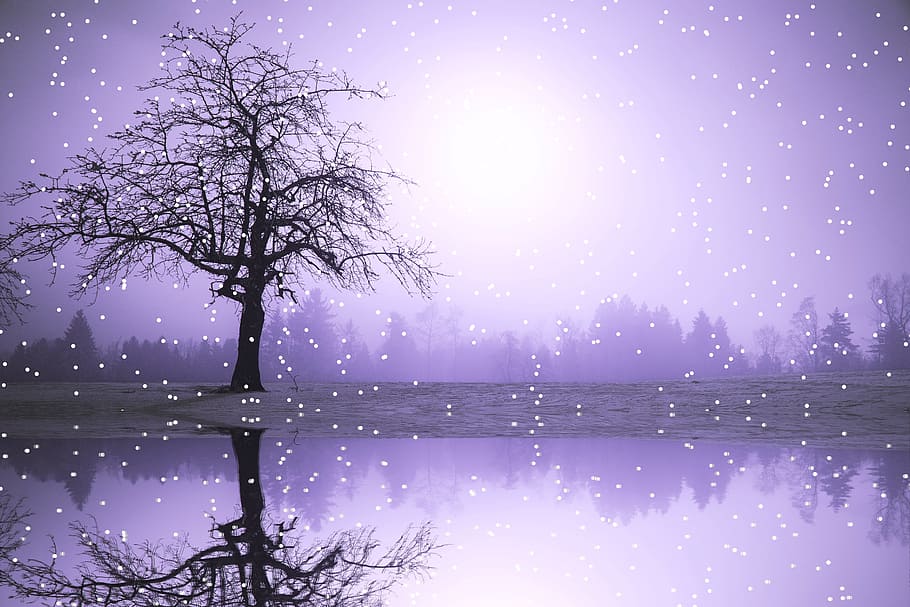 silhouette of bare tree near body of water, winter, snow, snowfall HD wallpaper