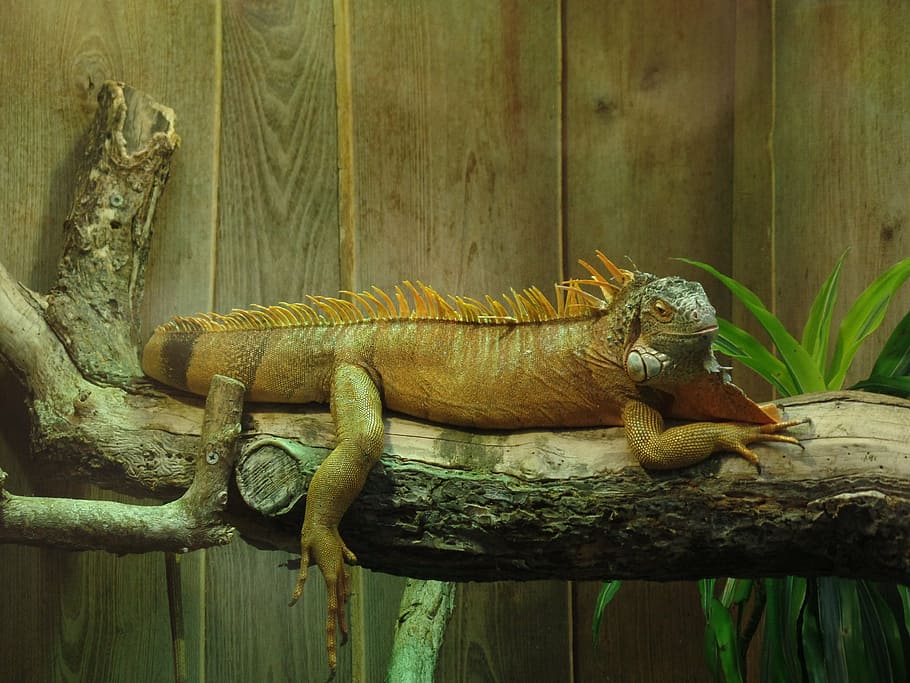 iguana, terrarium, lizard, animal themes, reptile, animal wildlife HD wallpaper