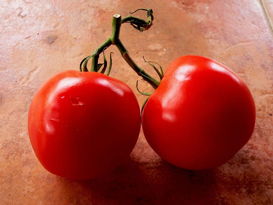 tomatoes, vine, vegetable, healthy, ripe, juicy, organic, nutrition HD wallpaper
