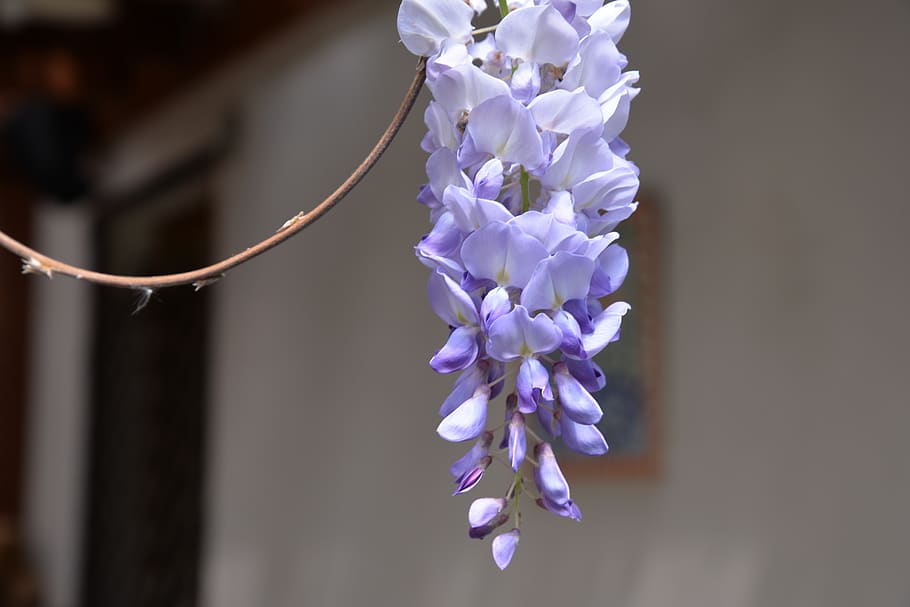 wisteria sinensis, flower, violet, purple, flowering plant, HD wallpaper