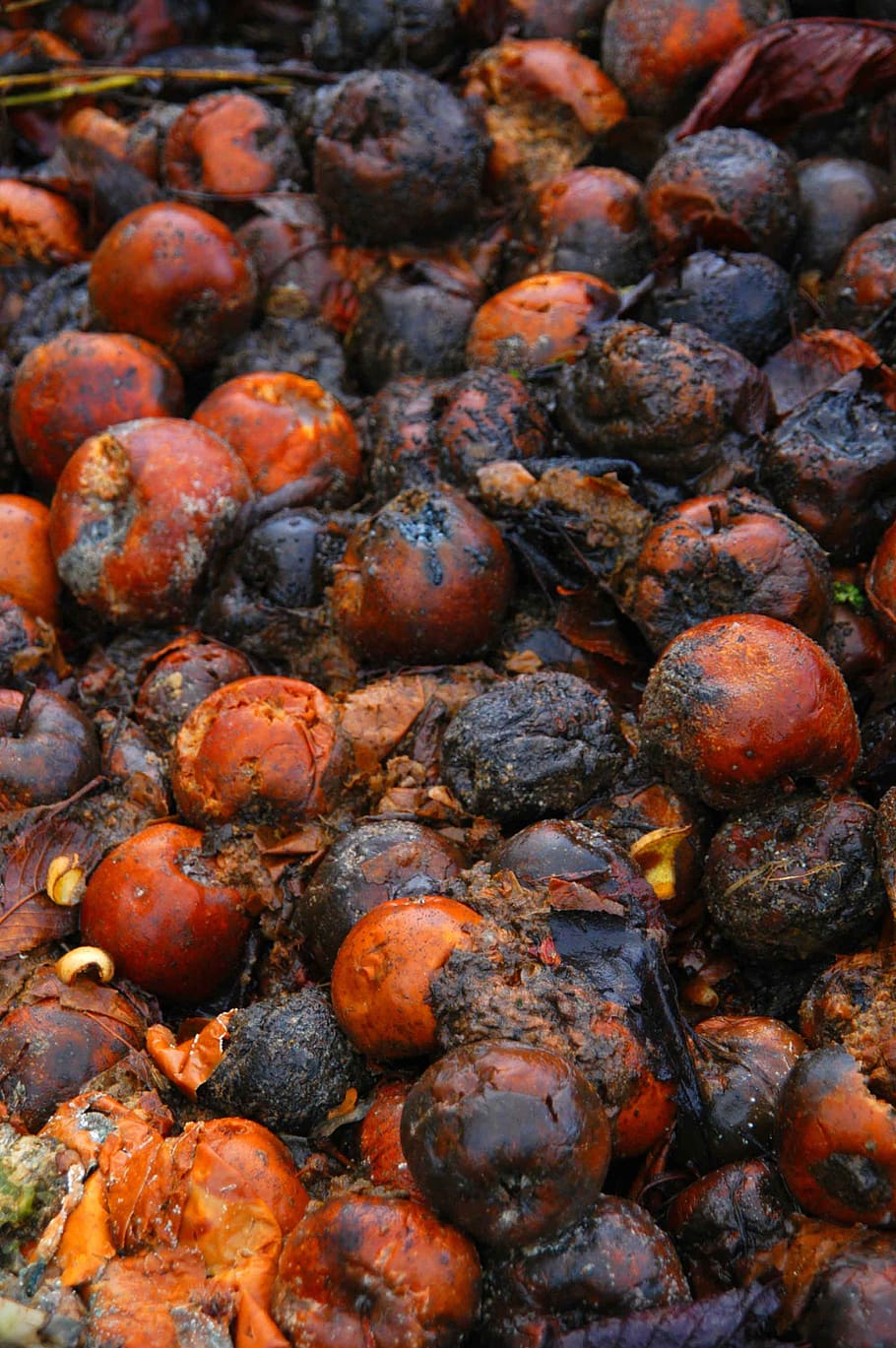 fruit, transience, rottingsproces, nature, food, food and drink HD wallpaper