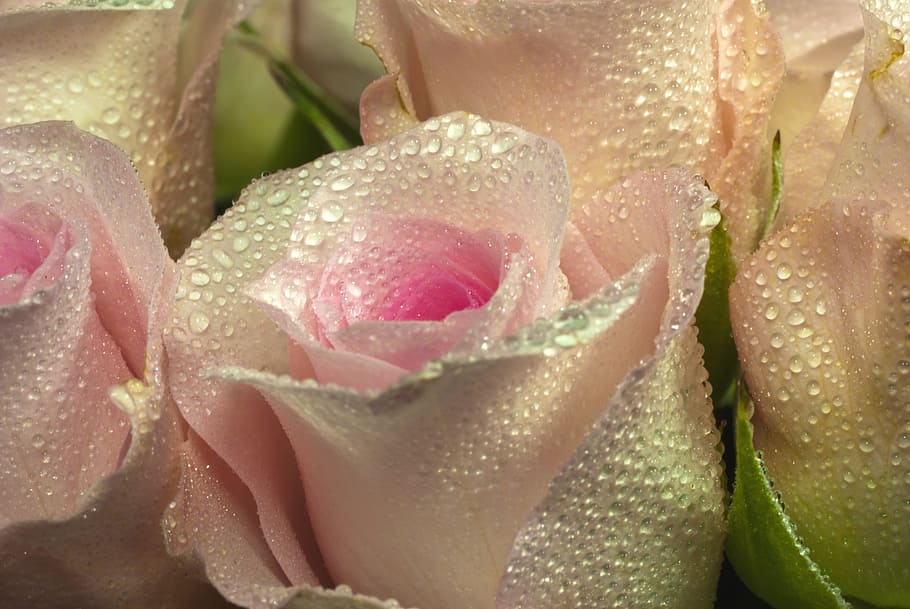 macro photography of roses with dew, drops, sunlight, pink rose HD wallpaper