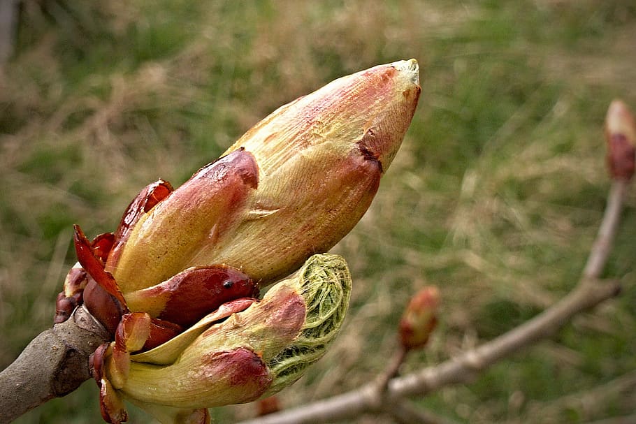 chestnut, bud, spring, tree, macro, horse-chestnut, plant, close-up HD wallpaper