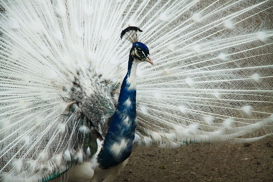 peacock, zoo, closeup, peacock's tail, feathers, bluebird, birds, HD wallpaper