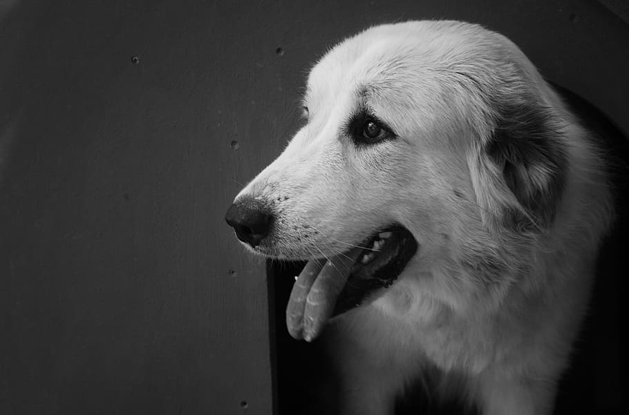 dog, animals, white, one animal, canine, pets, domestic, mammal HD wallpaper