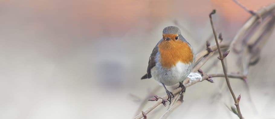 Eueropean robin, bird, winter, tree, garden, forest, nature HD wallpaper