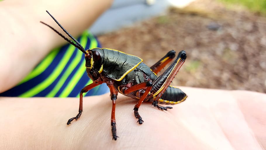 Grasshopper, Eastern, Lubber, Nymph, macro, yellow, insect HD wallpaper