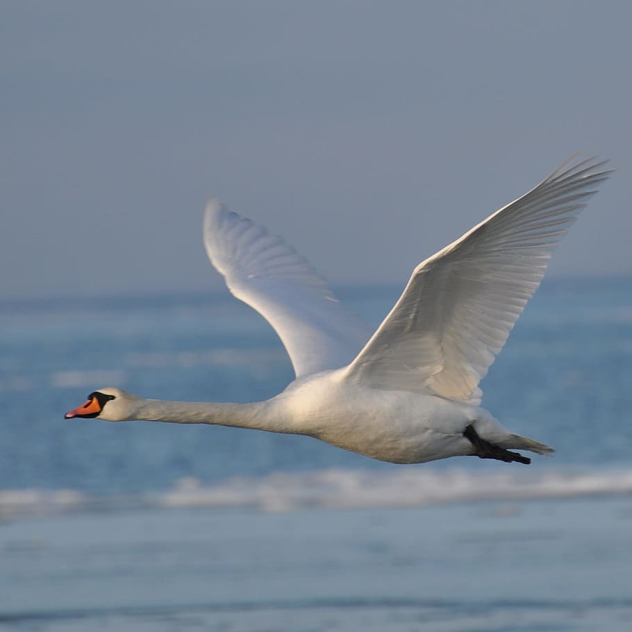 Swan, Denmark, expensive, bird, nature, seagull, animal, wildlife HD wallpaper
