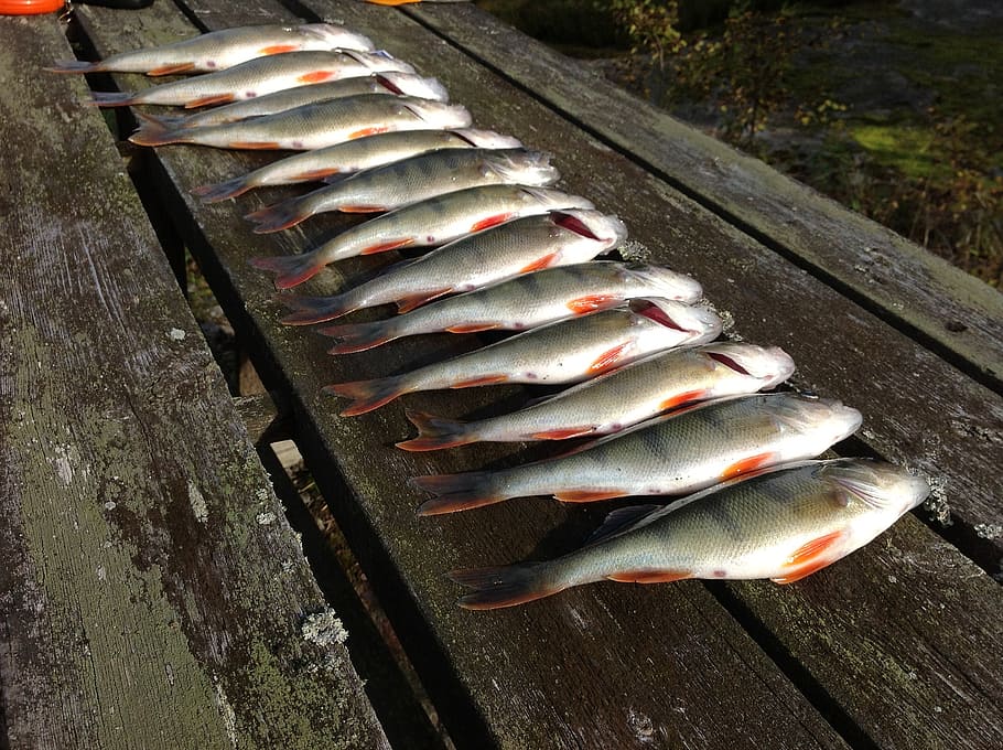 perch, fish, the catch, smoke, food, seafood, freshness, cooking HD wallpaper
