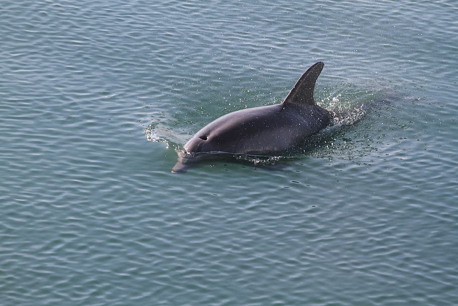 black dolphin swimming, fish, ocean, sea, animal, marine, nature HD wallpaper