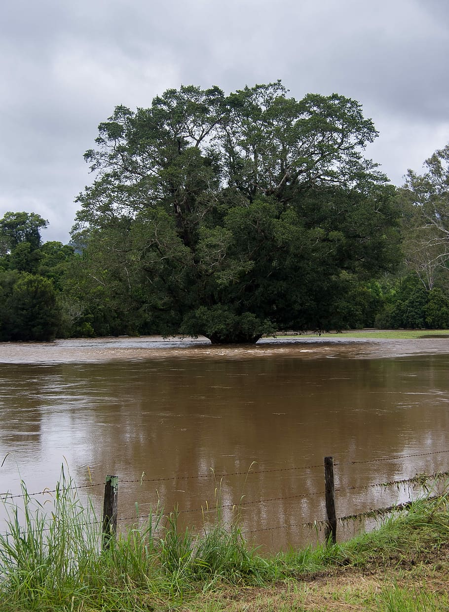 Flood, Water, River, Danger, Trees, rural, queensland, australia HD wallpaper