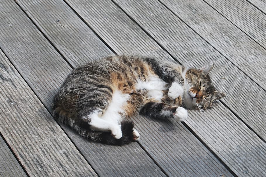 sleeping black and brown tabby cat on brown wooden pavement HD wallpaper